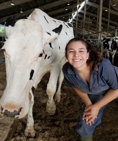 Student team member standing beside a cow 